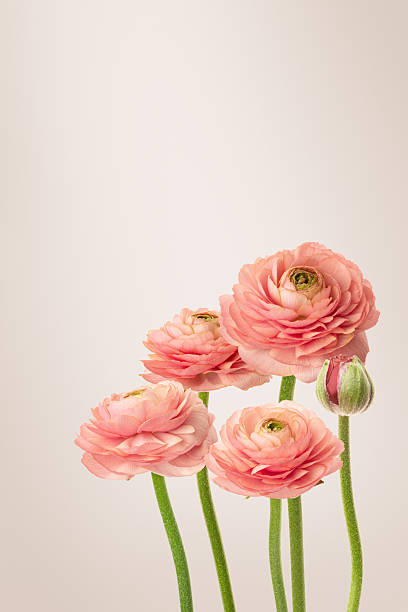 istock Pink background with pink ranunculus flowers 2210871543