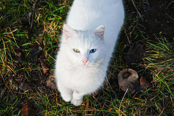 A cute white cat lying in a luggage bag.Funny white cat in a hat lying in an open suitcase
