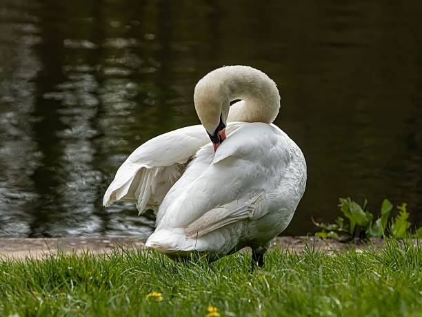 Mute Swan Preening At Waters Edge.