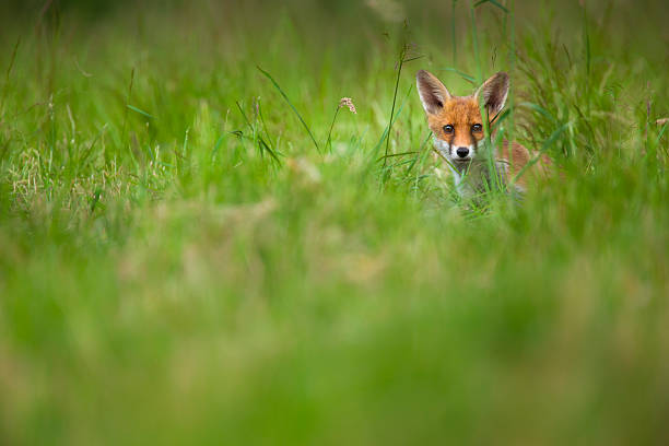A young red fox (Vulpes vulpes) in a meadow in Berkshire, England.
