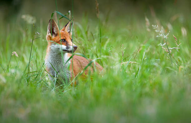 istock A young red fox (Vulpes vulpes) in a meadow in Berkshire, England. 2210874447