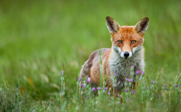 istock A red fox (Vulpes vulpes) in a meadow in Berkshire, England. 2210874457