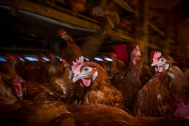 Free range chickens in a barn at a farm in Somerset, England.