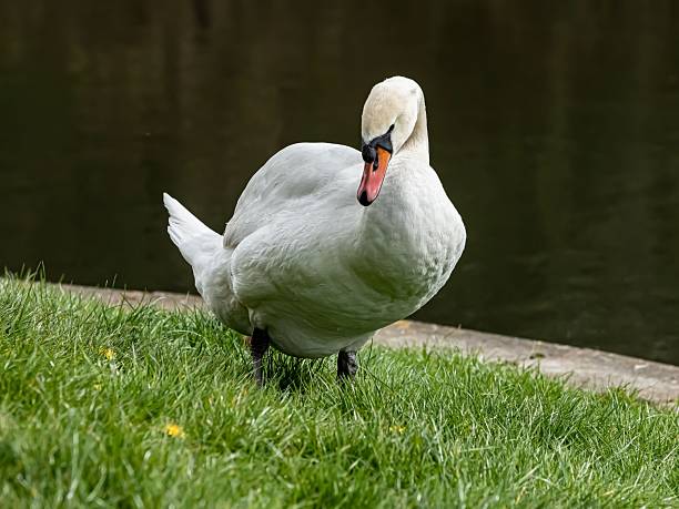 Mute Swan Preening At Waters Edge.
