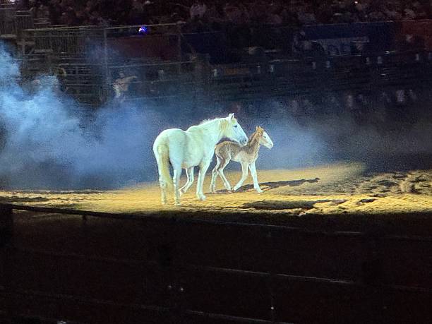 istock White horse with colt 2210874847