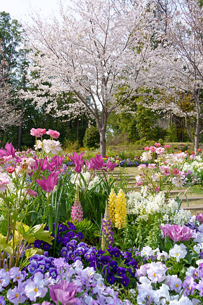 Beautiful flower beds with various flowers and cherry blossoms.