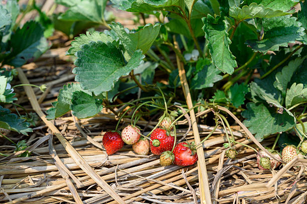 strawberries in straw