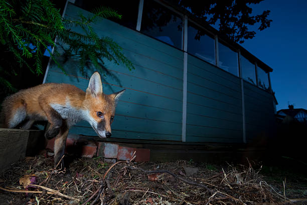 istock A red fox (Vulpes vulpes) emerges from behind a shed in a garden in England. 2210877634