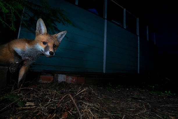 istock A red fox (Vulpes vulpes) emerges from behind a shed in a garden in England. 2210877635