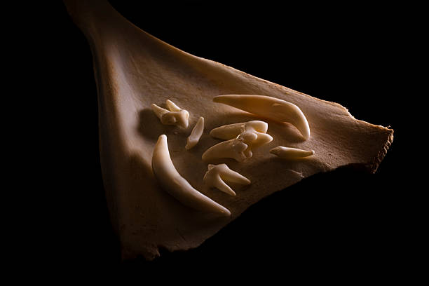 chinese medicine Sepiella maindroni deRoehebrune, Sepia esculenta Hoyle