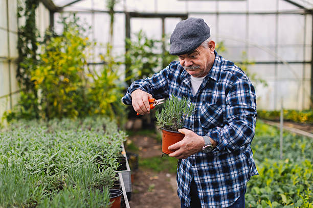 istock An older man in a greenhouse 2210877782