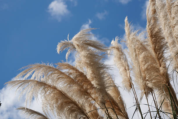 istock Beautiful Golden Pampas Grass Standing Tall Against a Clear Blue Sky 2210877931
