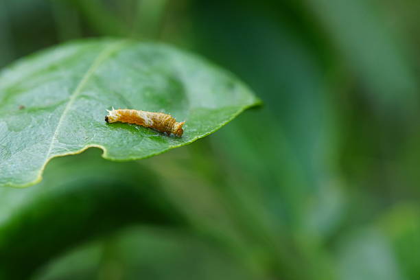 A monarch caterpillar hangs upside down in \
