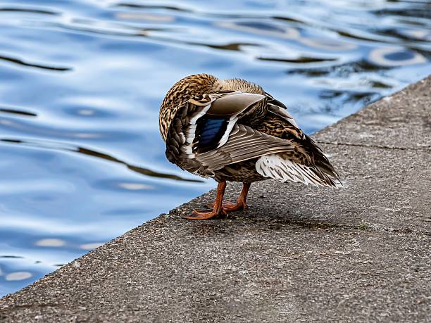 A detailed view of a duck peacefully floating in crystal-clear water, showcasing its intricate feather patterns and reflection below the water surface.