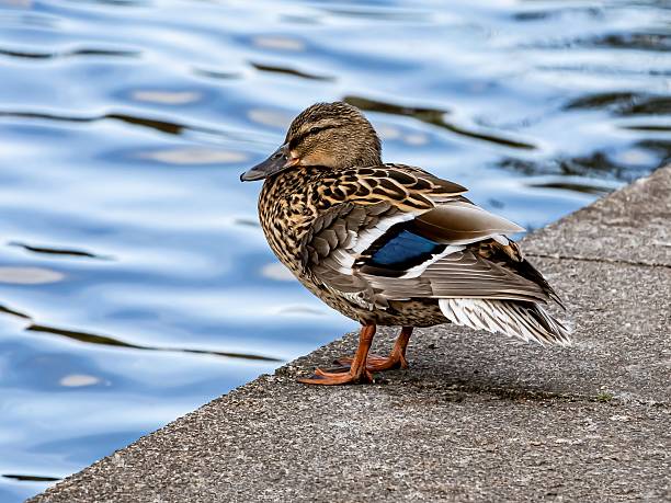 Female Mallard Duck Preening Next To Lake.
