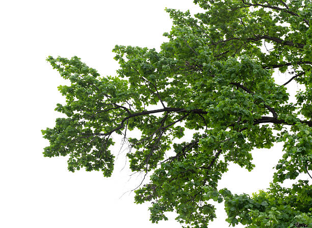 istock Vector illustration of natural oak branch with leaves on white background 2210878549