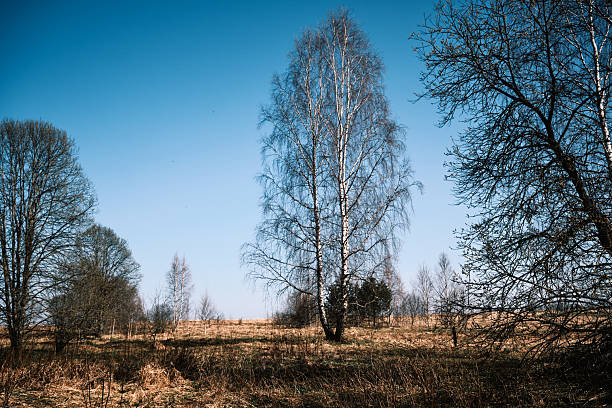 Swamp landscape in early spring