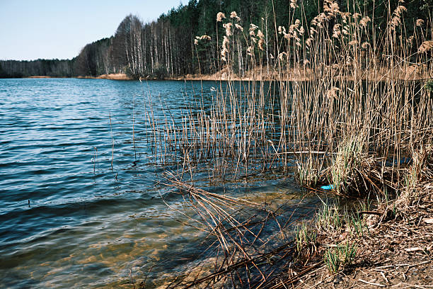 Fishing place on forest lake in early spring
