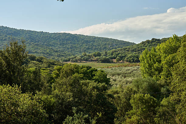 istock Pristine forest interrupted by olive groves and vineyards in Corsica 2210880813