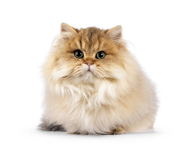 istock Golden shaded British Longhair on white 2210881402