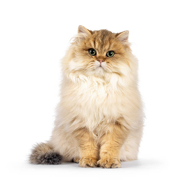 istock Golden shaded British Longhair on white 2210881436