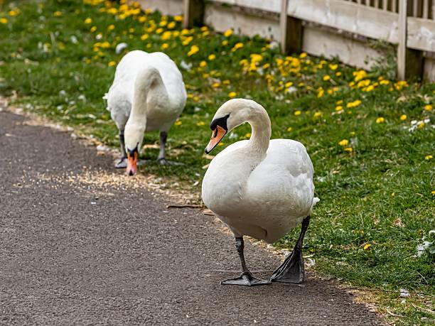 Mute Swan Leaving Feed Area.