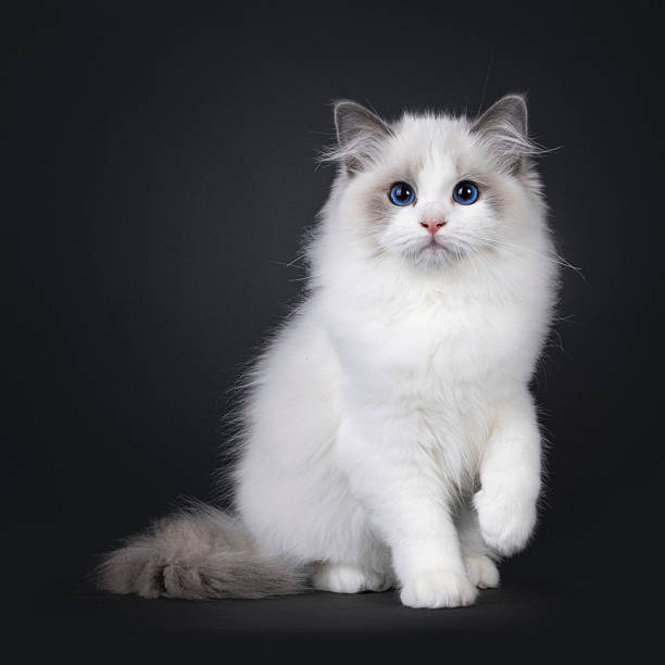 istock Ragdoll cat kitten on black background 2210881519