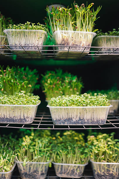 istock Hydroponic lettuce grown in vertical farming setup 2210881548