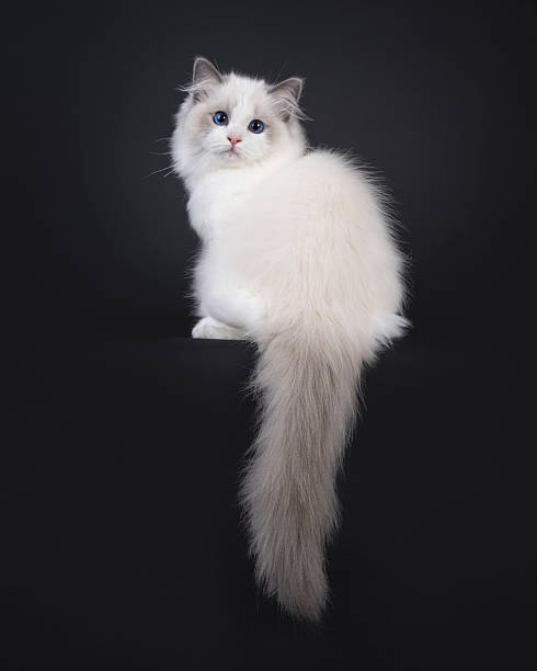 istock Ragdoll cat kitten on black background 2210881555