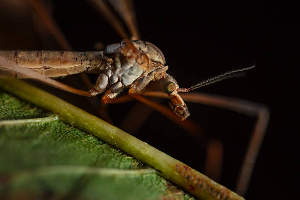 Portrait of a cranefly (Tipula paludosa) in a garden in Somerset, England. The cranefly is considered a pest throughout Western Europe but it is an important prey species for birds, mammals such as bats and foxes, and other insects. The widespread use of agricultural chemicals impacts populations of insects and species that feed on them, such as birds and mammals like bats and foxes.