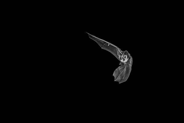 istock Grey long-eared bat or gray big-eared bat in flight (Plecotus austriacus) in flight at night in Devon, England. 2210881640