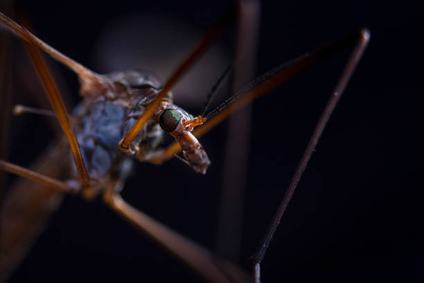 Portrait of a cranefly (Tipula paludosa) in a garden in Somerset, England. The cranefly is considered a pest throughout Western Europe but it is an important prey species for birds, mammals such as bats and foxes, and other insects. The widespread use of agricultural chemicals impacts populations of insects and species that feed on them, such as birds and mammals like bats and foxes.