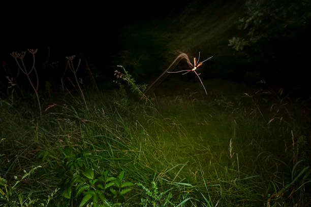 A cranefly (Tipula paludosa) flies over a meadow in an old quarry on an autumn night in Somerset, England. The cranefly is considered a pest throughout Western Europe yet the widespread use of agricultural chemicals to control pests has an impact on populations of insects and the species that feed on them, such as birds and mammals like bats and foxes.