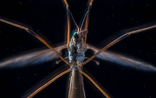 A cranefly (Tipula paludosa) photographed from underneath through a window at a house in Somerset, England. The cranefly is considered a pest throughout Western Europe but it is an important prey species for birds, mammals such as bats and foxes, and other insects. The widespread use of agricultural chemicals impacts populations of insects like craneflies and species that feed on them.