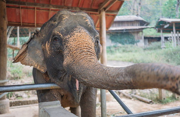 istock Elephants enjoying fresh food feeding on grass in a protected area at a thai elephant sanctuary 2210883152