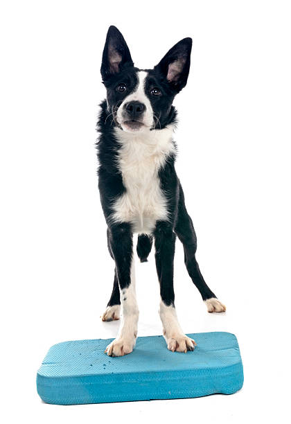 istock puppy border collie 2210883593