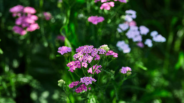 istock Bright pink yarrow flowers in focus, surrounded by soft greenery in a natural setting 2210886018