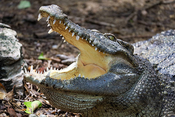 istock Close up crocodile is action show head in garden 2210886121