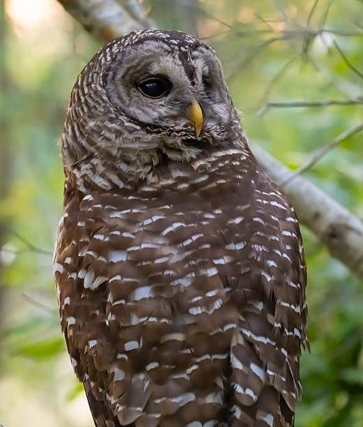 istock Barred owl portrait 2210886437