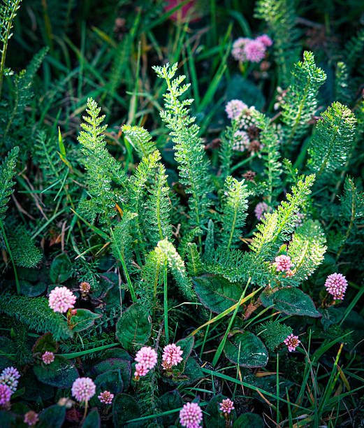 A field full of wild plants with flowers with purple blossoms. Image to use as wallpaper or for Copy Space.