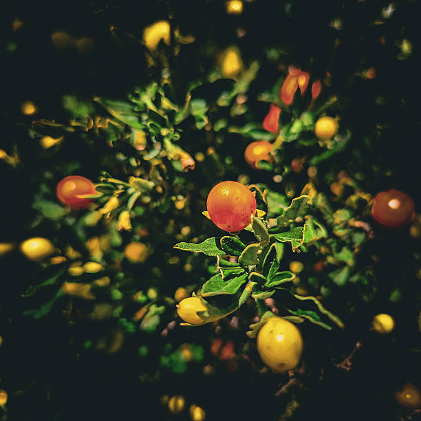 False Jerusalem Cherry or Madeira Winter Cherry in Mt. Solis Atok Benguet.
