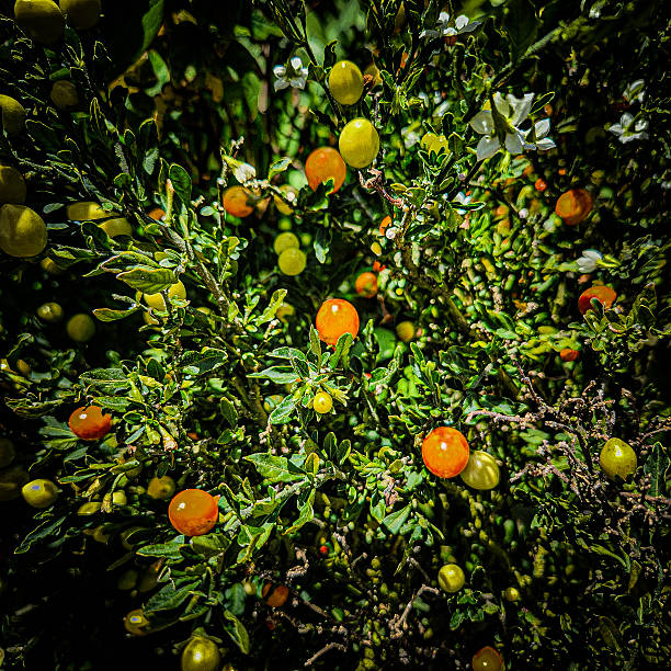 istock False Jerusalem Cherry or Madeira Winter Cherry in Mt. Solis Atok Benguet. 2210887576