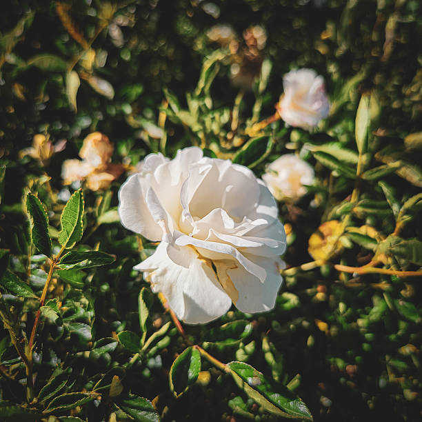 Rosa Kristall in Northern Blossoms Atok Benguet.
