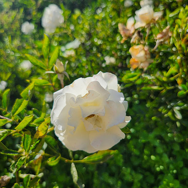Rosa Kristall in Northern Blossoms Atok Benguet.