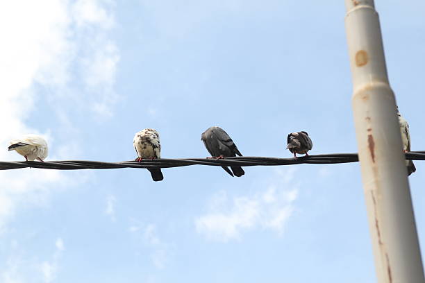 a group of pigeons congregate on cable wires outside the area. Selective focus.\nnature, animal, bird, park, feather, environment, birds, beautiful, crowd, urban, wildlife, pigeon, dove, pigeons, outdoor, doves, outdoors, flock, rock dove, collection, closeup, congregate, congregating, congregation, free bird, gather, group, group of birds, many, pidgeon, pigeons congregate, wild
