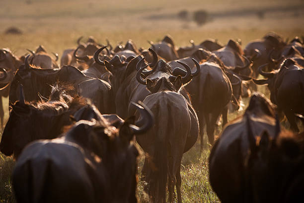istock The Great Migration is a fabulous spectacle. 2210887948