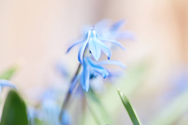 Blue flowers emerge amidst vibrant green foliage, capturing the essence of spring in a gentle and serene setting.
