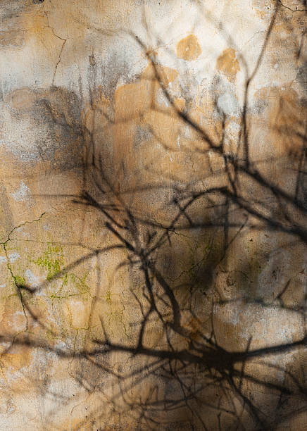 istock Dry branches cast eerie shadows on a cracked wall texture 2210891496