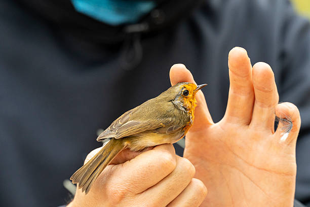 istock Ornithologist holding a european robin during bird ringing 2210891733
