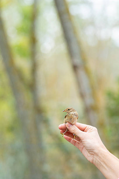 White Wagtail - Motacilla alba